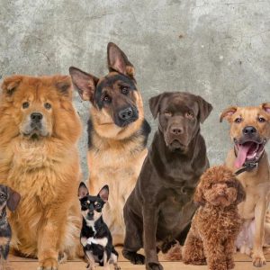 Perros