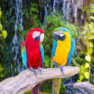 Aves